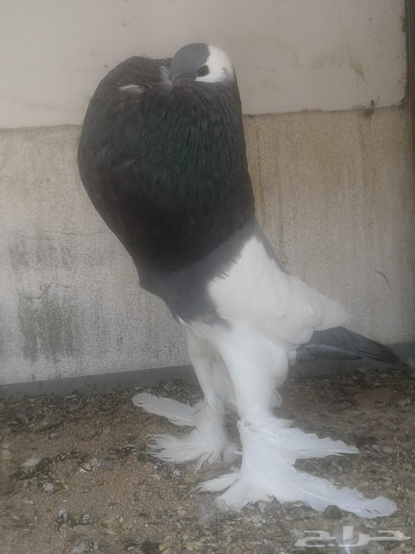 زوج مسوبع آزرق مستوى فاخر