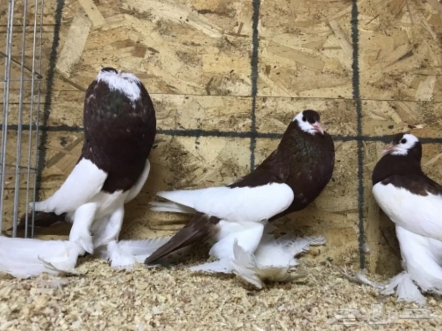 جوز نفاخ مسوبع احمر خوارج ((تم البيع))