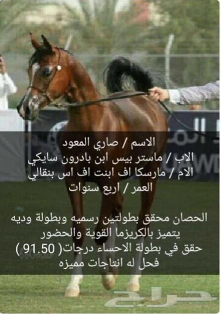 فحل ولد الاحساء