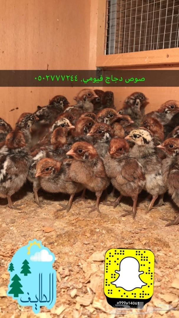 زغاليل فرنسي بط بكيني سمان دجاج لاحم