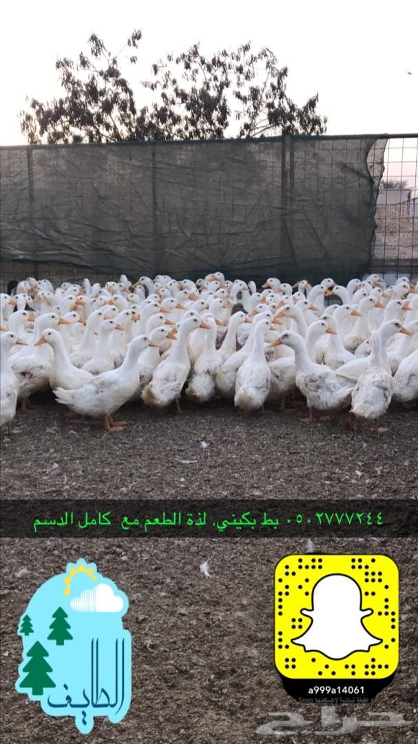زغاليل فرنسي بط بكيني سمان دجاج لاحم