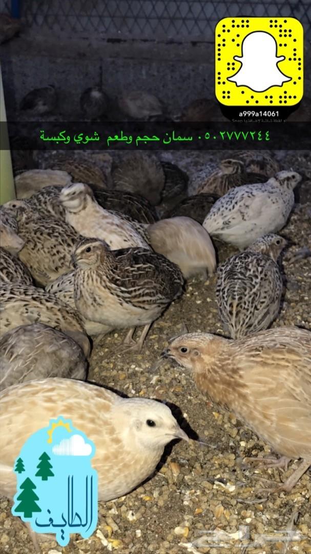 زغاليل فرنسي بط بكيني سمان دجاج لاحم