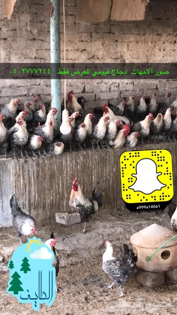 زغاليل فرنسي بط بكيني سمان دجاج لاحم