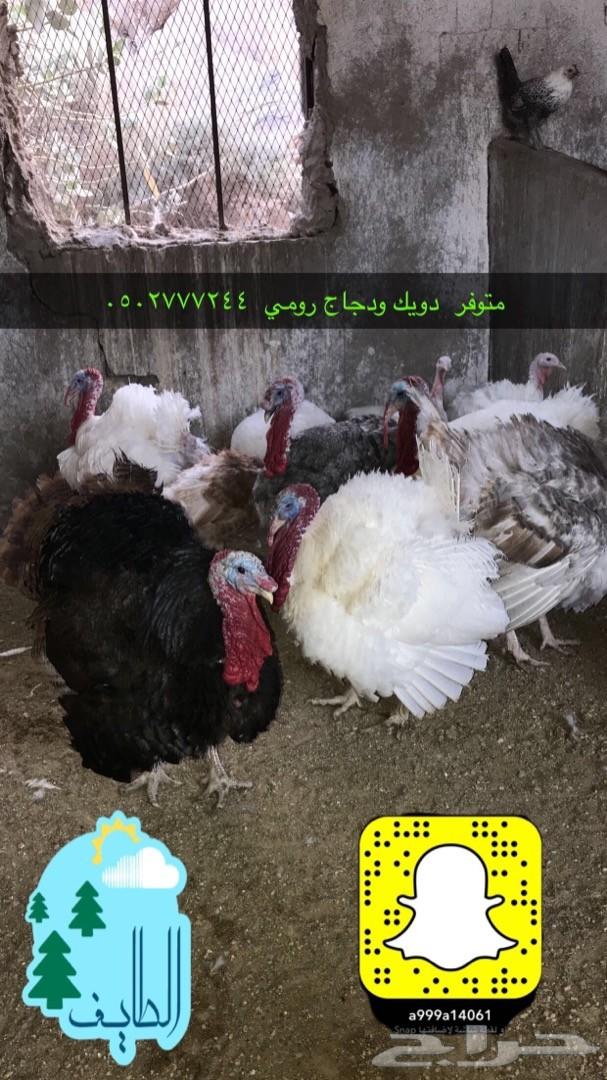 زغاليل فرنسي بط بكيني سمان دجاج لاحم