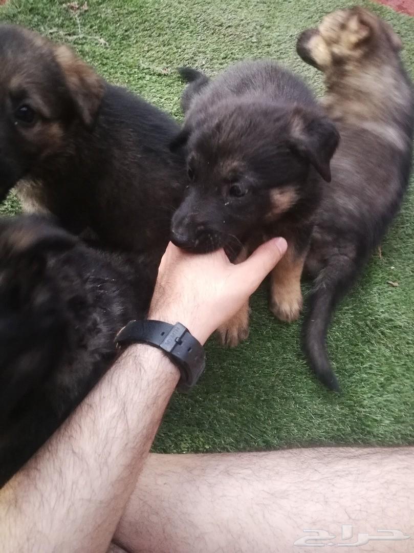 جراء جيرمن شيبرد للبيع (سيبل)