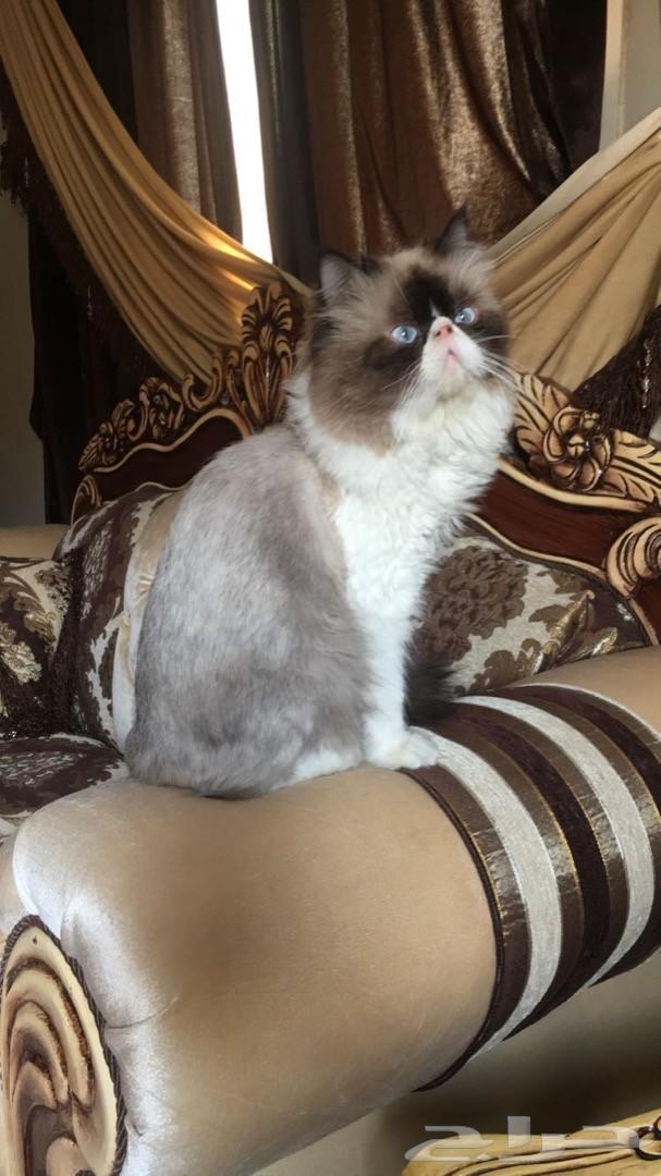 للبيع فحل بيكي فيس عيون زرقاء