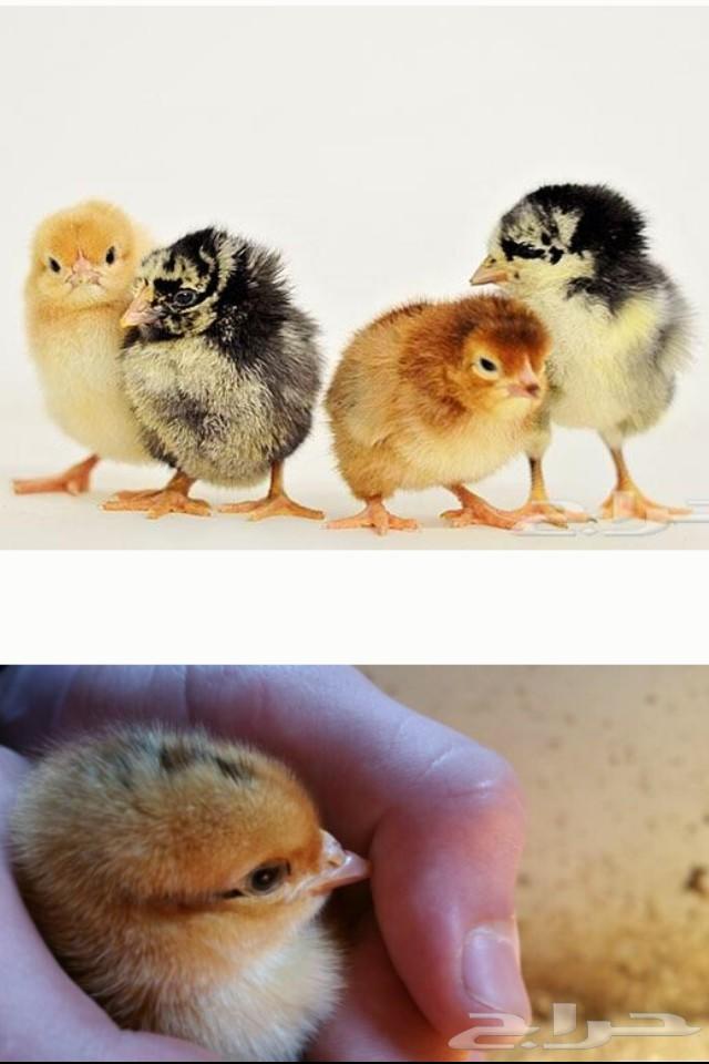 صيصان وبيض بلدي مخصب ثادق