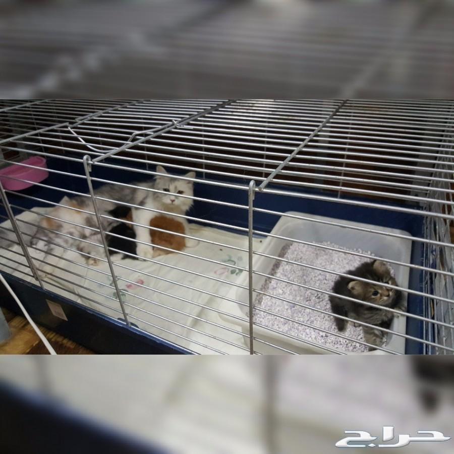 فندقة قطط جدة ومكة