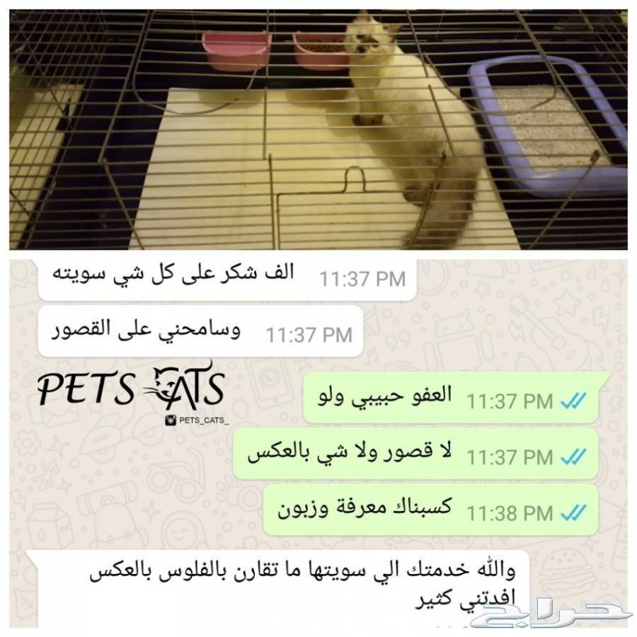 فندقة قطط جدة ومكة