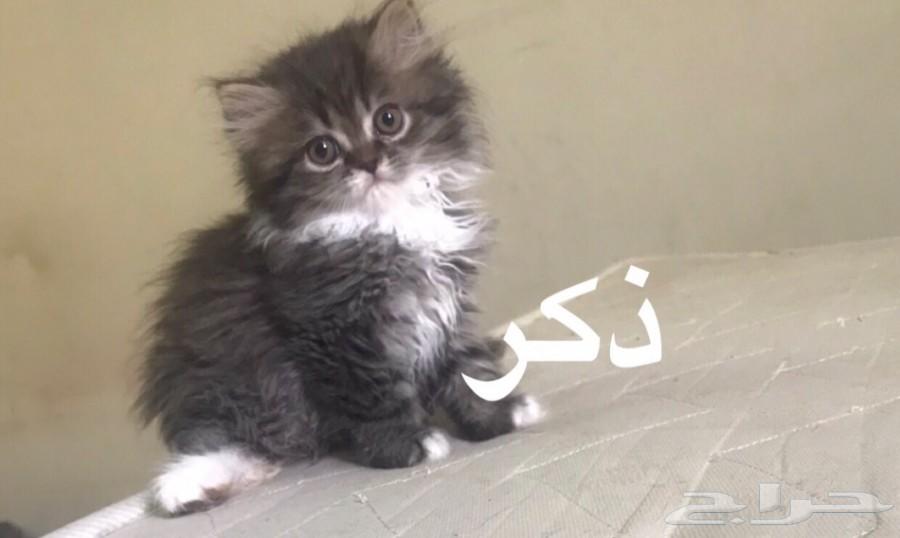 كيتن هاف بيكي و مون فيس ( تم البيع)
