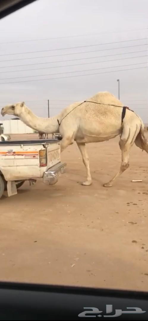 ناقه وضحاء طيبه كفو كفو واطيب من تصوير