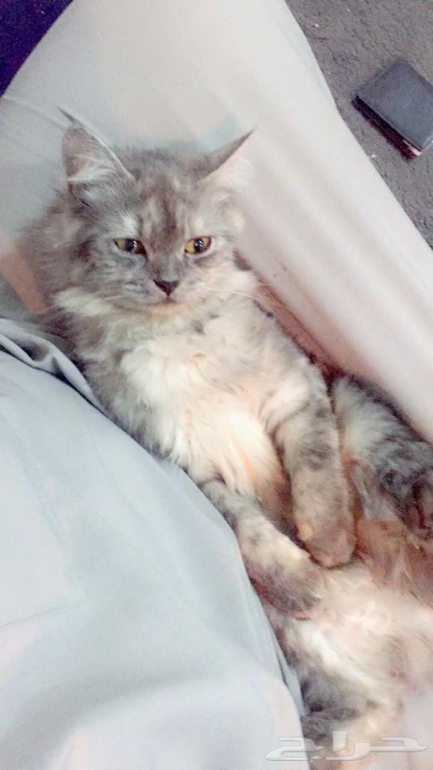 قطه شيرازيه انثى