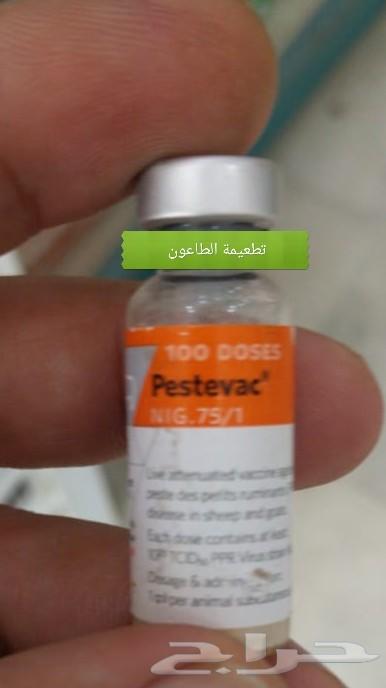 جذعان سواكني حمريات ام روابه مربى( تم البيع )