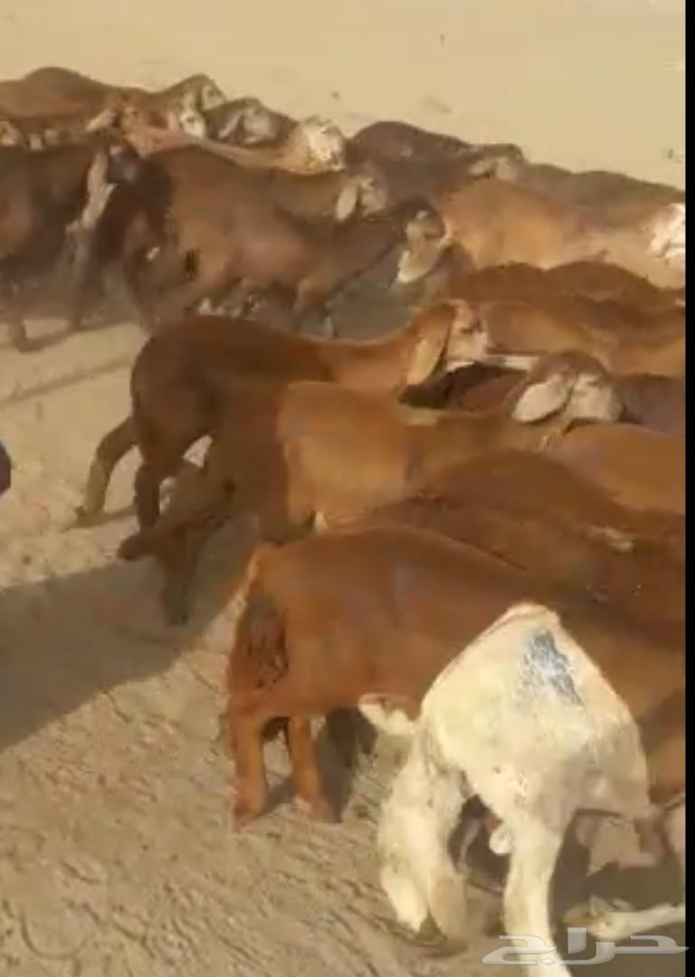 جذعان سواكني حمريات ام روابه مربى( تم البيع )