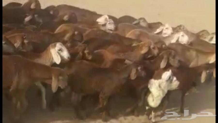 جذعان سواكني حمريات ام روابه مربى( تم البيع )
