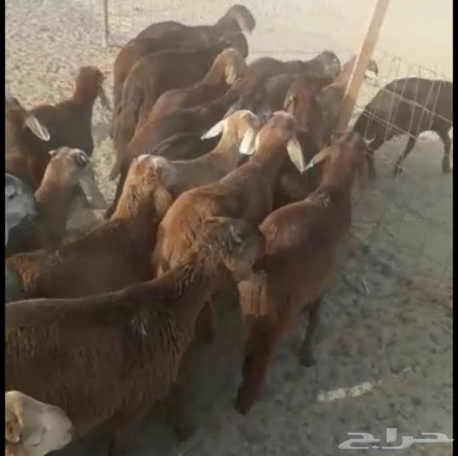 جذعان سواكني حمريات ام روابه مربى( تم البيع )