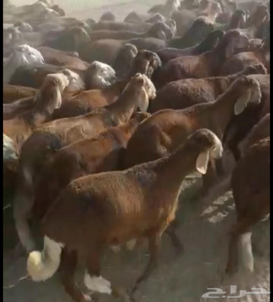 جذعان سواكني حمريات ام روابه مربى( تم البيع )