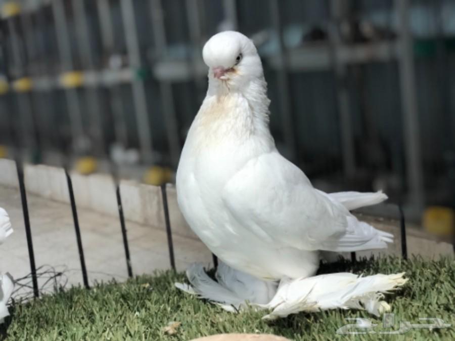 جوز لونق فيس ابيض