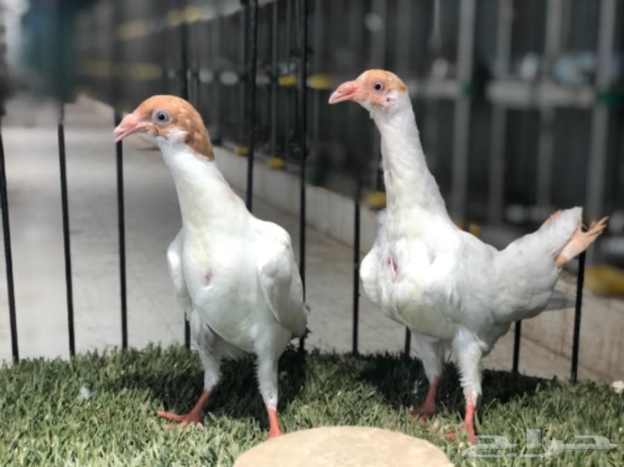 طبات دنش طاقية ومسوبع(تم البيع)