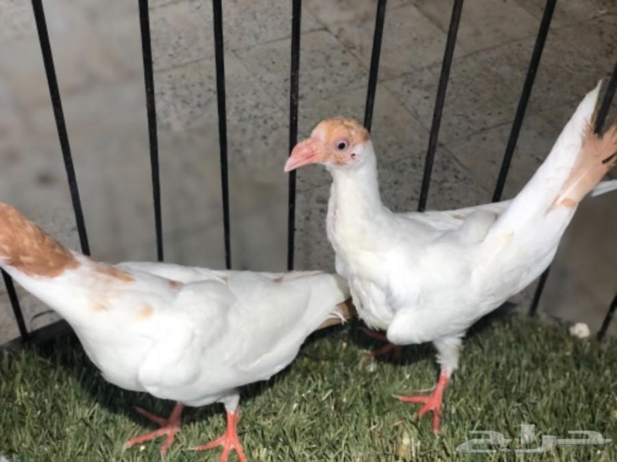 طبات دنش طاقية ومسوبع(تم البيع)