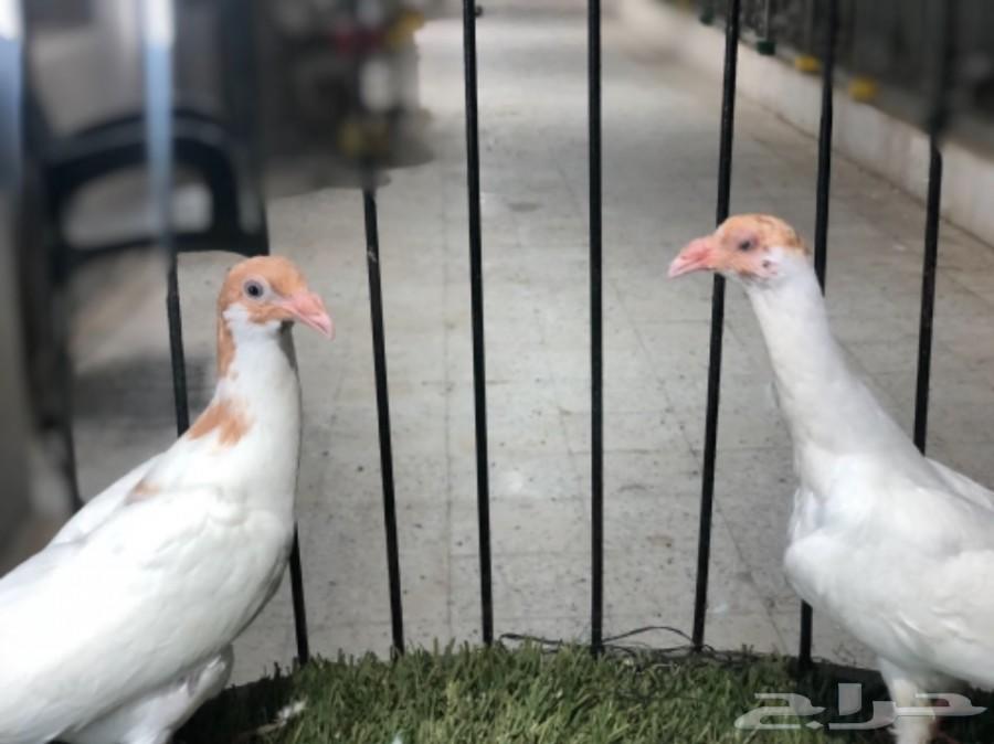طبات دنش طاقية ومسوبع(تم البيع)