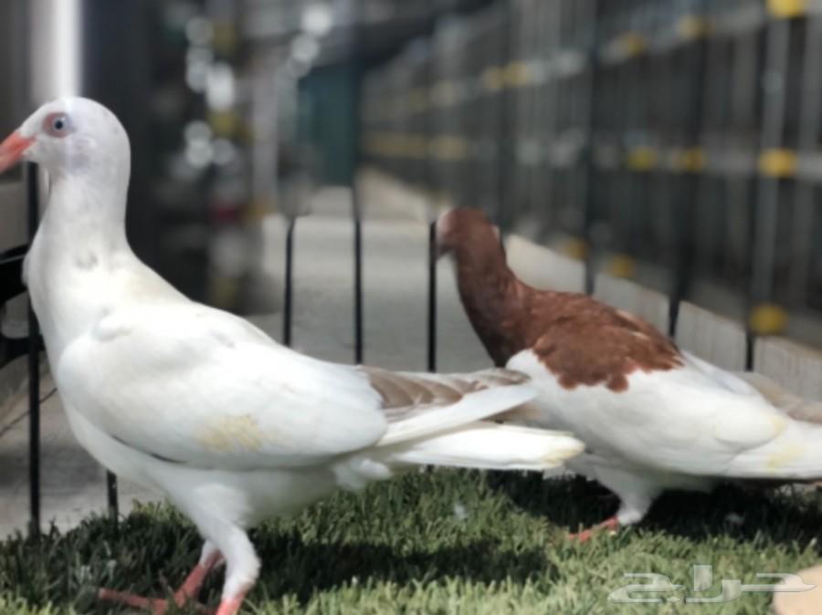 طبات دنش طاقية ومسوبع(تم البيع)