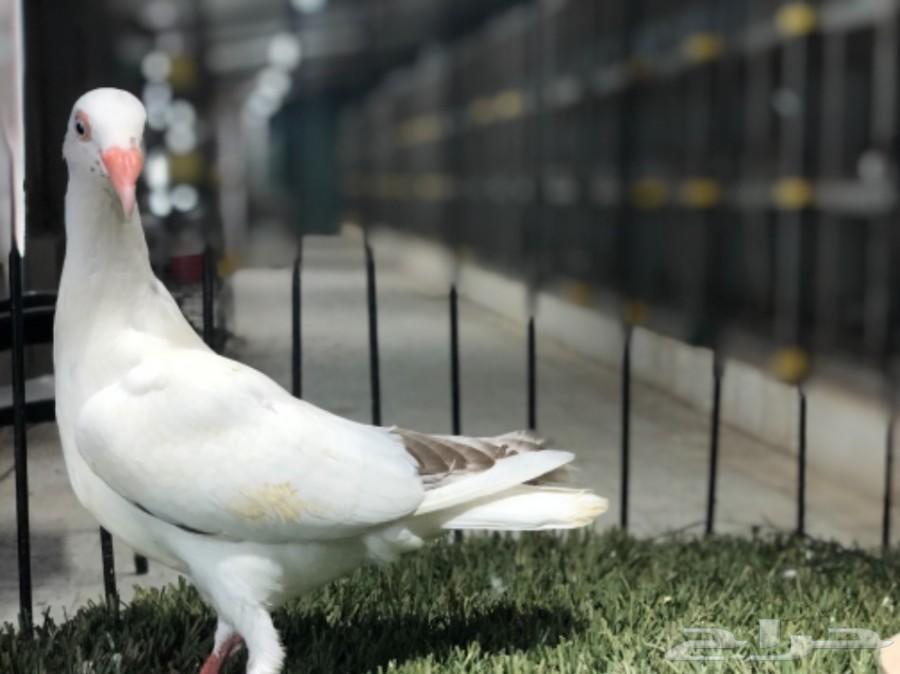 طبات دنش طاقية ومسوبع(تم البيع)