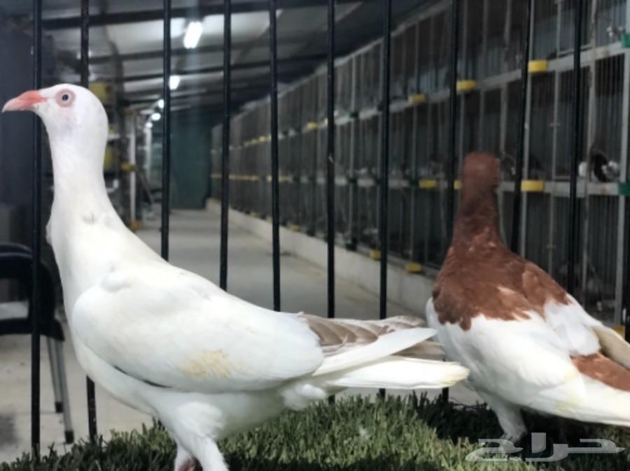 طبات دنش طاقية ومسوبع(تم البيع)