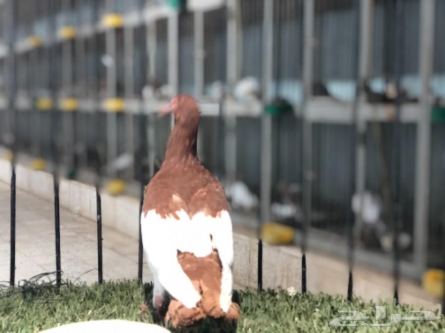 طبات دنش طاقية ومسوبع(تم البيع)