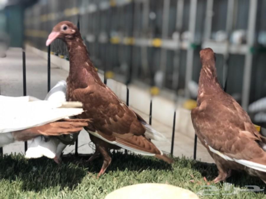 طبات دنش طاقية ومسوبع(تم البيع)
