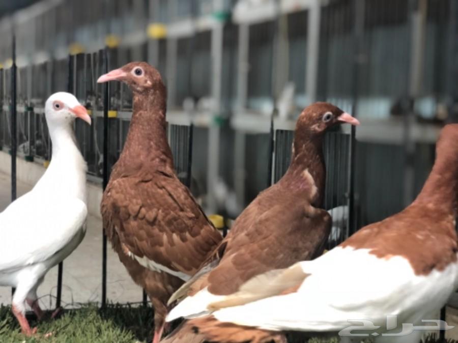 طبات دنش طاقية ومسوبع(تم البيع)