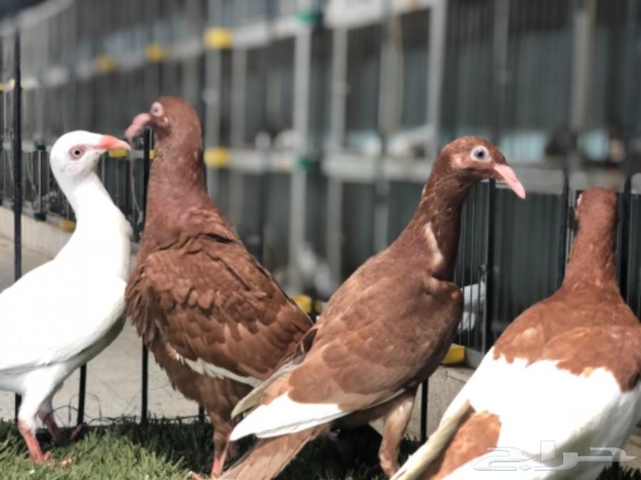 طبات دنش طاقية ومسوبع(تم البيع)