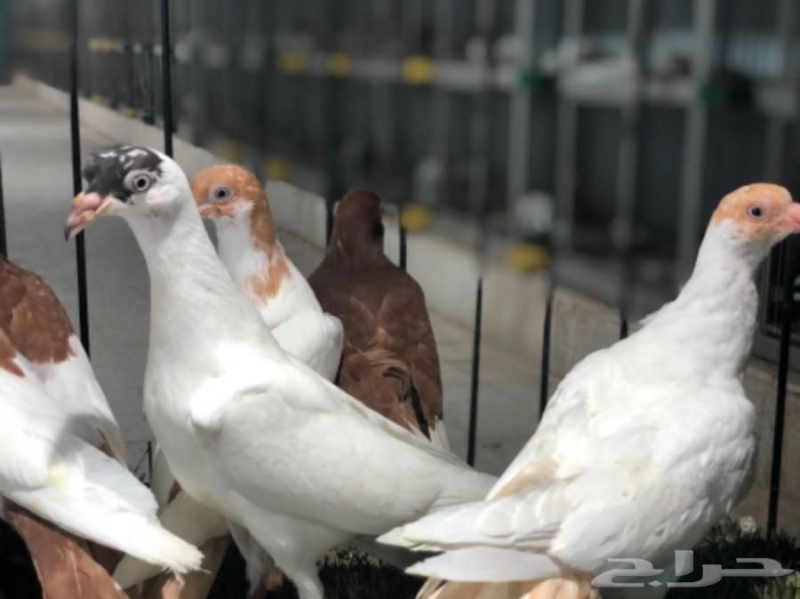 طبات دنش طاقية ومسوبع(تم البيع)