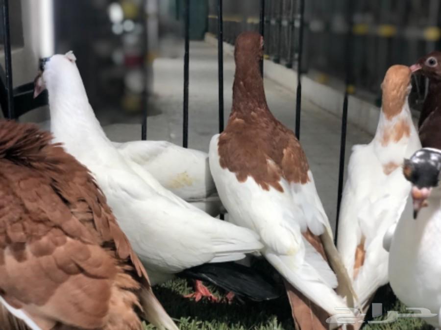 طبات دنش طاقية ومسوبع(تم البيع)