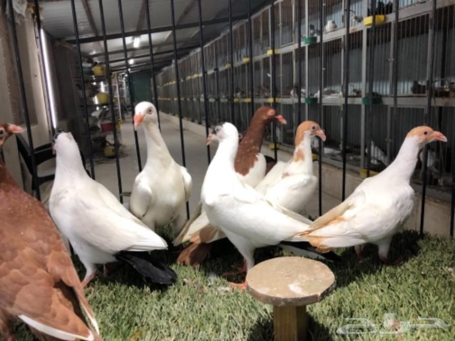 طبات دنش طاقية ومسوبع(تم البيع)
