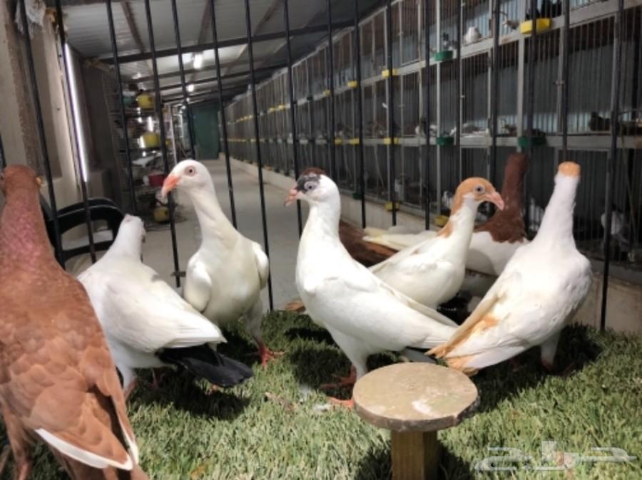 طبات دنش طاقية ومسوبع(تم البيع)