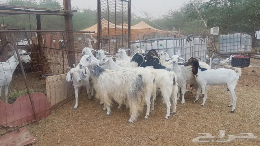 عدد16 معزا مشروكة مصريات علي بيشيات