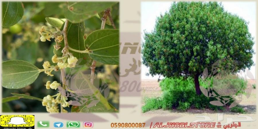 زيت سمسم-زيت زيتون-القطران-حناء-سدر-كتم-العسل