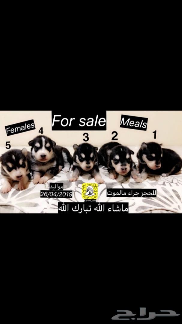 جراء هاسكي مالموت للبيع