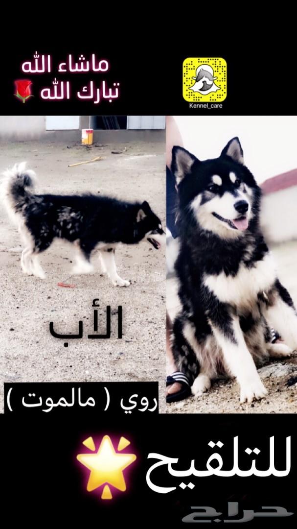 جراء هاسكي مالموت للبيع