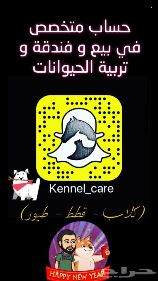 جراء هاسكي مالموت للبيع