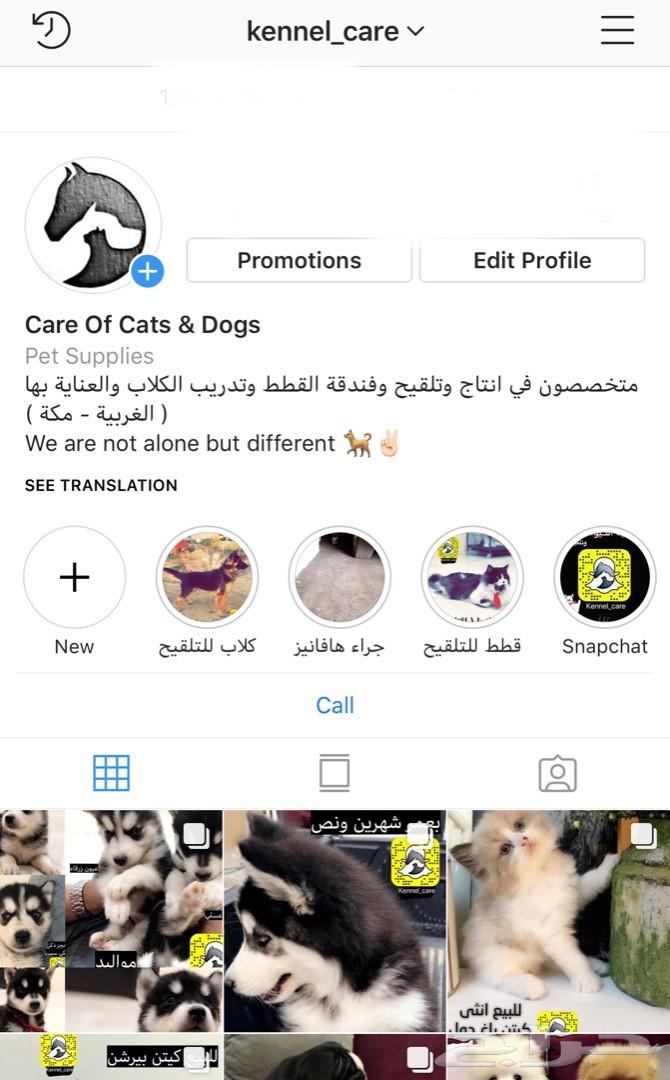 جراء هاسكي مالموت للبيع