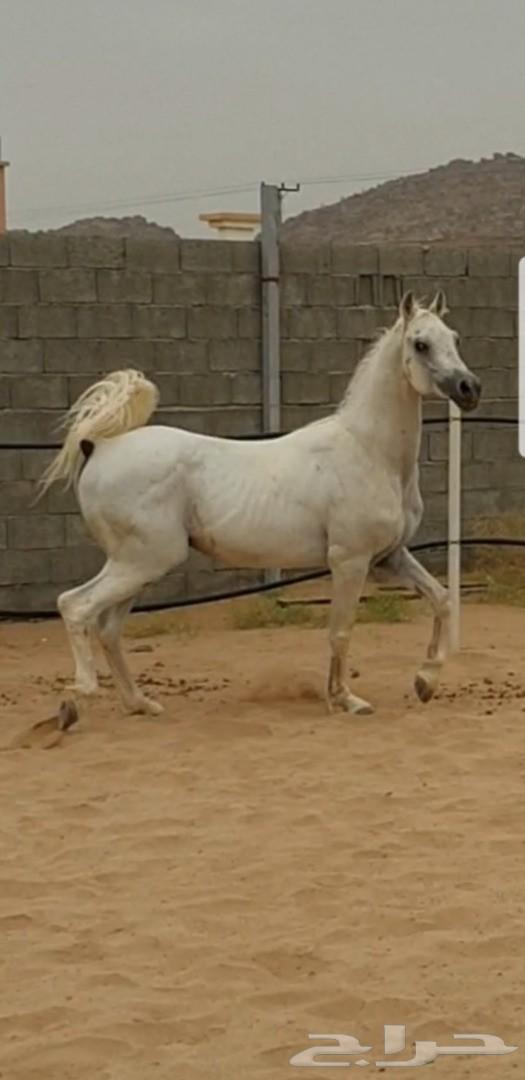 حصان واهو عربي أصيل