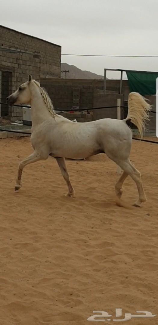 حصان واهو عربي أصيل