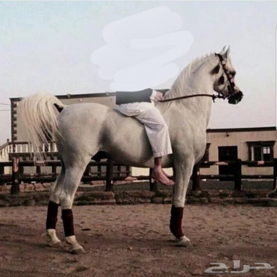 حصان واهو عربي أصيل