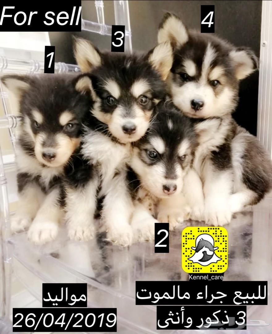 جراء هاسكي مالموت للبيع