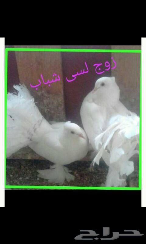 عرض رقم 10