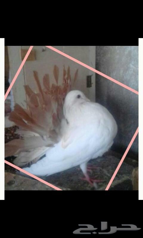 عرض رقم 10