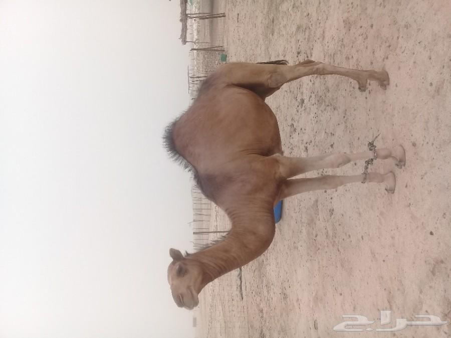 قعود احمر ساحلي مشروع فحل