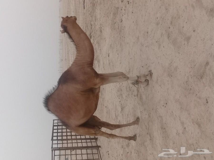 قعود احمر ساحلي مشروع فحل